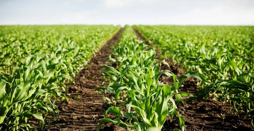 Rows of young corn in a field